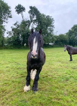 Black and white horses at green pastures of the farm. Country summer landscape, farm animals concept.