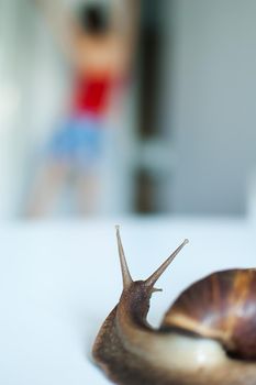 Dark brown snail achatina is crawling on white table on blurred background of the room or kitchen.