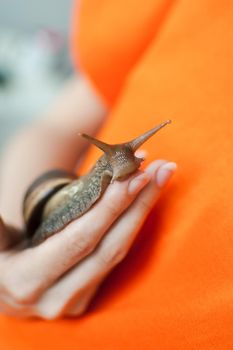 Dark brown snail achatina is hold by female hands, orange background, animal pets concept