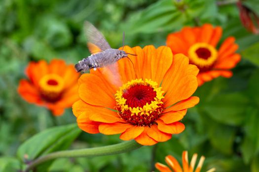 The orange flowers of zinnia are pollinated by the hawk moth. Growing flowers and gardening.