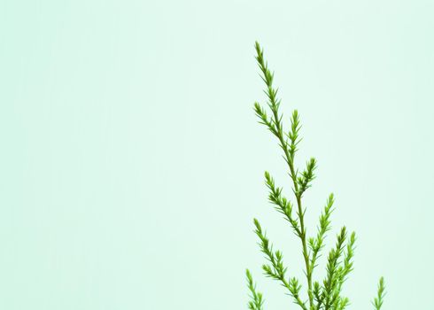 Young green branch of juniper on a mint background.