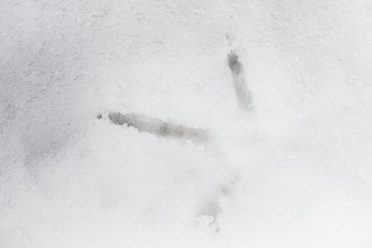 Full frame close up image of a pheasants footprint in deep snow. Cold weather and the frozen setting combine to give this winter theme. Three toes.