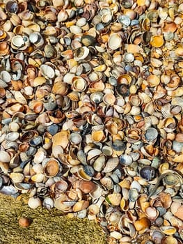 The sea coast, covered with shells. Conceptual background of small seashells.