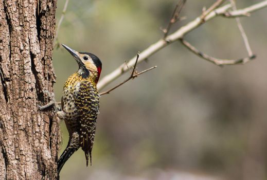 portrait of a royal woodpecker, Colaptes melanochloros, in its habitat