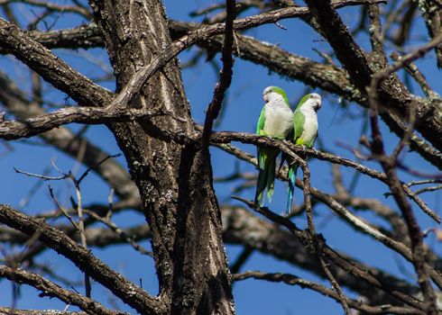 pair of Argentine parrots perched on tree branches in their natural habitat