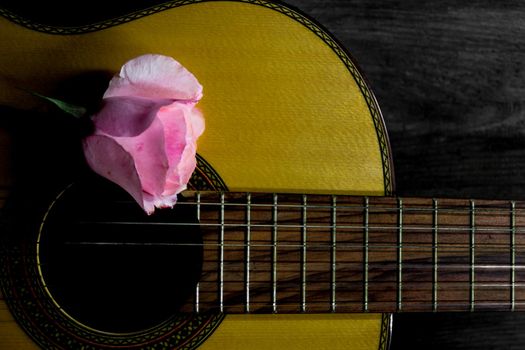 a pink bud on the guitar strings on a black background