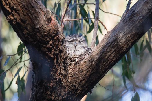 Tawny Frogmouth resting on tree branch. High quality photo