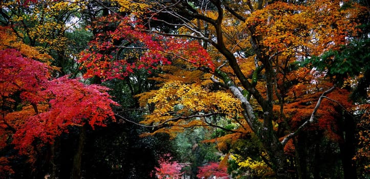 Nara,Japan pictures