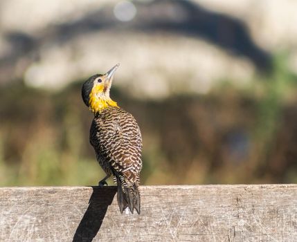 portrait of a yellow woodpecker its natural habitat of south america