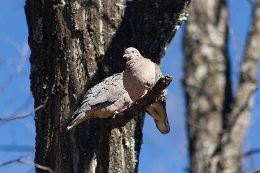 a pair of pigeons perched on the tree branch in their natural habitat in south america