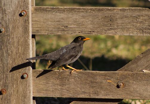 a blackbird walking through the field in South America