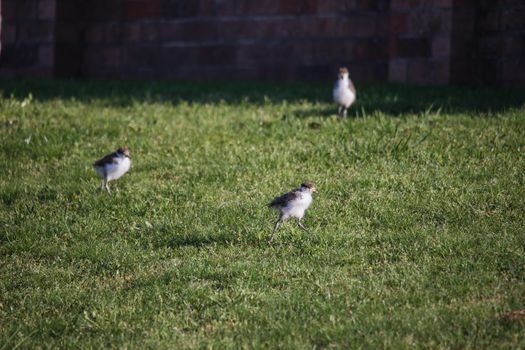 Baby Masked Lapwing chick walking on the green grass at a botanical garden. High quality photo