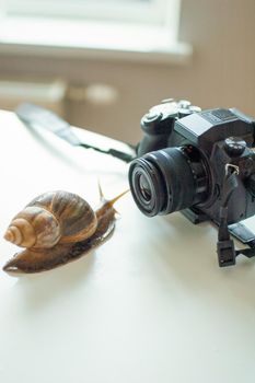Dark brown snail achatina is looking at the lens of photo camera on white table.