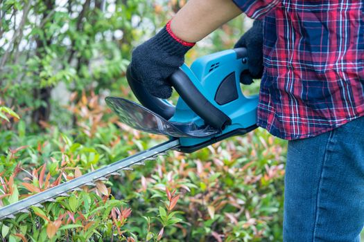 Gardener holding electric hedge trimmer to cut the treetop in garden.