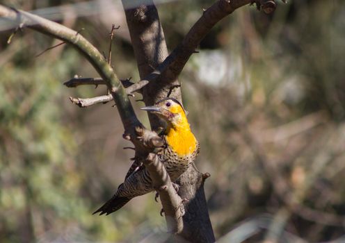 portrait of a yellow woodpecker its natural habitat of south america