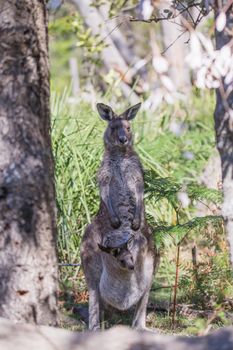 Close-up of a baby Eastern Grey Kangaroo in it's mother's pouch. High quality photo