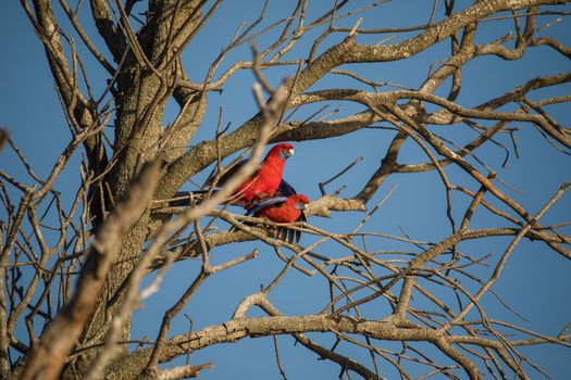 Crimson Rosella bird mating in a tree. High quality photo