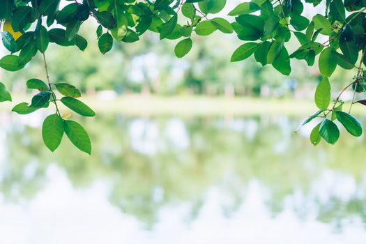 Selective focus on leave nature bokeh green park many trees in sunset time with flare light background.