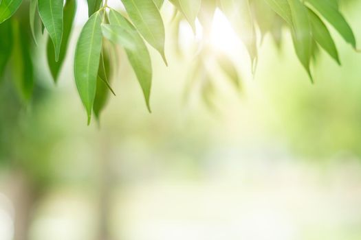 Green toned blurred nature bokeh public park with several trees backgound.