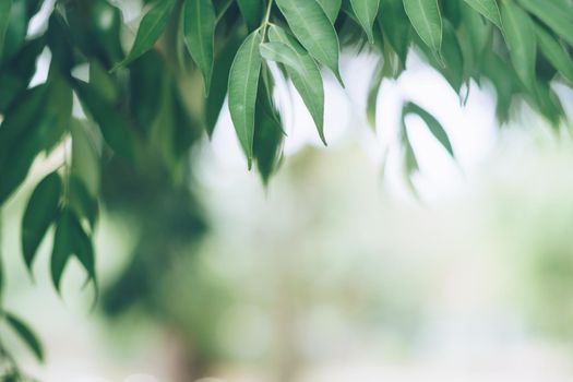 Green toned blurred nature bokeh public park with several trees backgound.