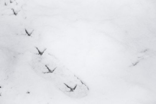 Fresh pheasant bird footprint trail in snow. The birds footprints are on top of older shoe prints that have been partially covered by fresh snowfall
