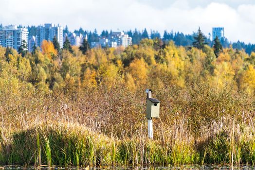Hand made bird house on a bright autumn day in British Columbia. Swamp nature resort area on Burnaby lake in Grater Vancouver