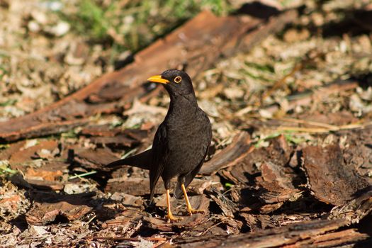 a blackbird walking through the field in South America