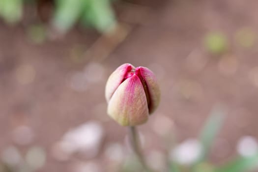 Closed tulip bud among green leaves close up