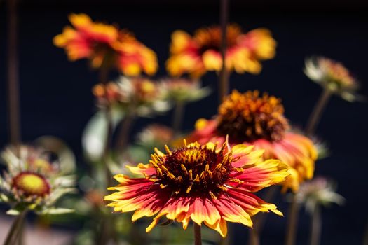 Bright red flower of gaillardia close up in flowerbed