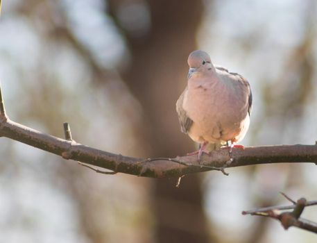 a pigeon perched on the branch in its natural habitat in south america