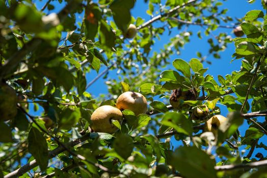 Golden Russet apples on lush green overhead tree branches with blue sky. Natural sunlight with no people, bright colors and leaf texture nature background. High quality photo