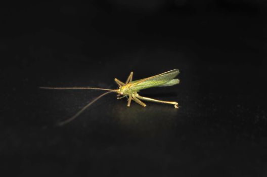 Painted Grasshopper Poekilocerus Pictus is a large brightly coloured grasshopper found in the Indian subcontinent. High quality photo