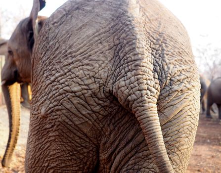 Close up of African elephant