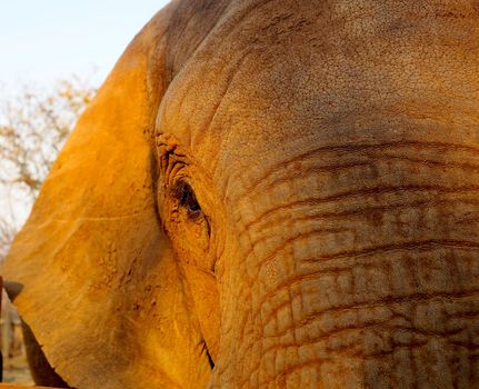 Close up of African elephant