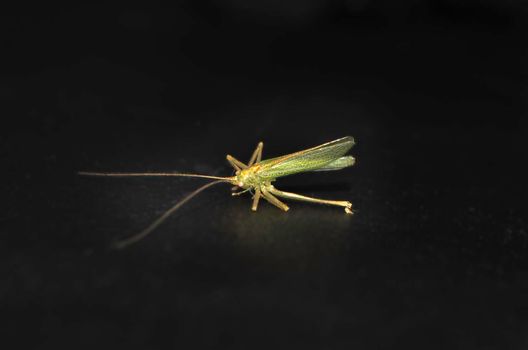 grasshopper macro photography on the black background. High quality photo