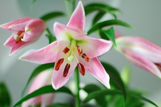Photo of a perfect bouquet of beautiful lilies on table, pink lily flowers.