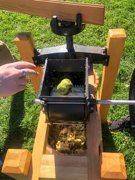A hand tosses a green apple into the grinder of a cider press with a green grass nature background. Chopped apples are visible under grinder.