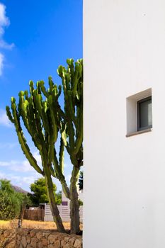 Whitewashed houses and beautiful cactus in Rodalquilar, Andalusia, Spain
