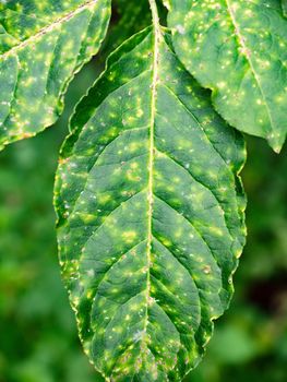 White aphid or greenfly diseases on leaves of European spindl, Euonymus europaea. Yellow white dots on damaged leaves and drying of the bush.