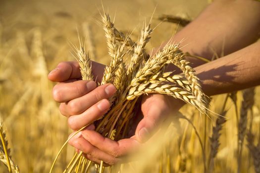 A man's hand holds spikelets of ripe wheat with grain on the background of a golden field and the sky. The farmer carefully checks the quality of the crop.