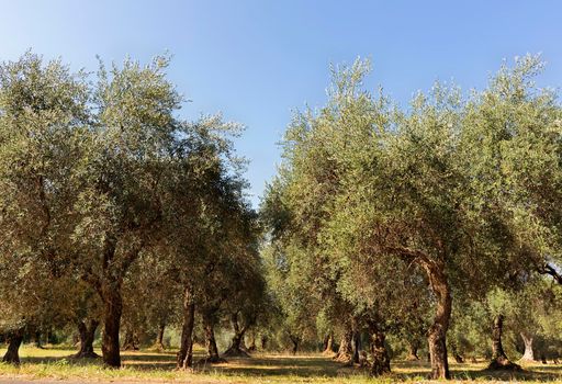 Plantation of olive trees in a bright sunny day