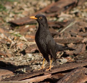 a blackbird walking through the field in South America