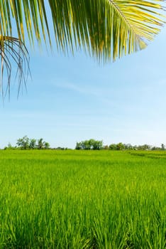 Balinese traditional culture - rice field in Ubud