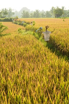 Balinese traditional culture - rice field in Ubud