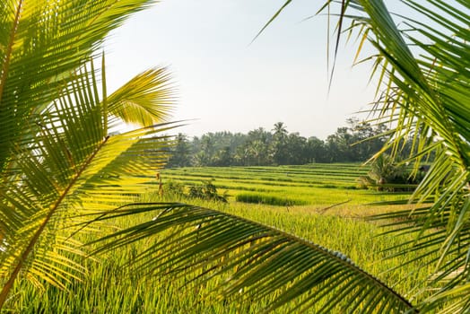 Balinese traditional culture - rice field in Ubud