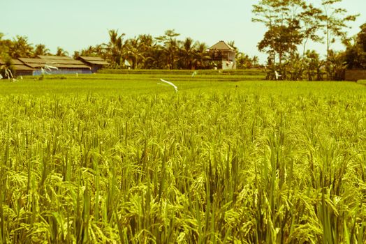 Balinese traditional culture - rice field in Ubud