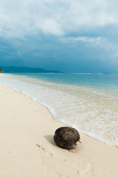 Coconut on the beach at exotic indonesian pacific island location