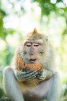 Macaque monkey having a coconut as dessert