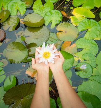 Woman hands holding lotus flower against leaves background