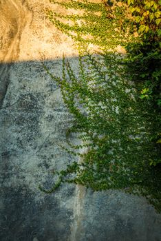 Old gritty wall with crawling plant and dramatic sunset lighting